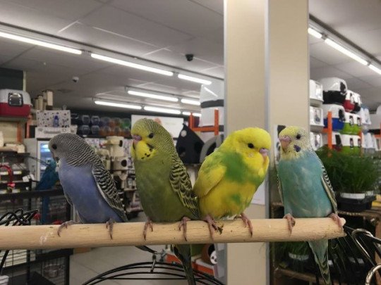 Dierenspeciaalzaken Oost-Vlaanderen